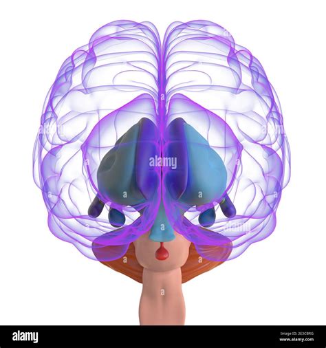 picture of animated brain|3d structure of the brain.